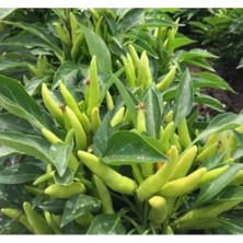 Hakay Süs Biber Tohumu (Yukarı Bakan) - 3 Gram