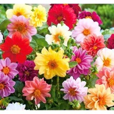 Hakay Minyon Yıldız Çiçeği Tohumu (Adet Bilgisi Yok)