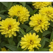 Hakay Sarı Kirli Hanım (Iri Çiçek) Tohumu - 5 Adet