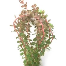 Hakay Canlı Rotala Rotundifolia Reddish Saksı Bitki