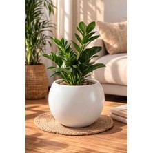 Küre Saksı 20 cm Beyaz Şık ve Sade Saksı Çiçek Saksısı- Içliksiz