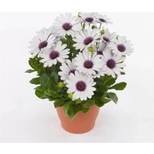 Hakay Beyaz Mor Gözlü Bodrum Papatyası - 5 Tohum