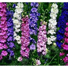 Hakay 200 Tohum Hazeran Çiçeği - Karışık Renk