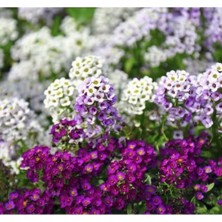 Hakay Alyssum Tohumu - Kraliyet Halısı Karışık Renkler (40 Tohum)