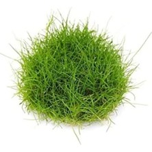 Hakay Eleocharis Parvulus In Vitro - Canlı Bitki 200CC