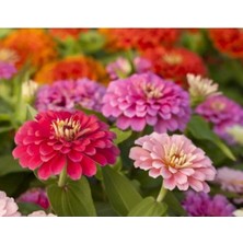 Hakay Kirli Hanım Çiçeği Tohumu - 20 Adet