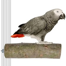 Hakay Ağaç Kütük Papağan Tüneği, 17 cm