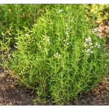 Hakay Özel Seri Kokulu Yaz Kekiği Tohumu - 5 Adet