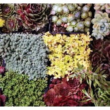 Hakay Kaya Bahçesi Karışık Tohumu - Farklı Bitki Çeşitleri