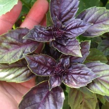 Mutbirlik Mor (Reyhan) Fesleğen Fidesi-5 Adet