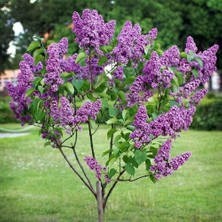 Ases Saksıda 3 Yaş Mor Leylak Fidanı Boy 70-100 cm