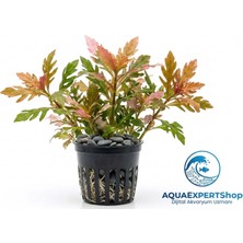 Aqua Expert Canlı Akvaryum Bitkisi Hygrophila Difformis Pink - Saksılı - 5 Dal - Özel Form