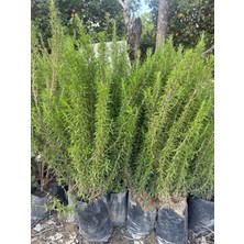 Ases Tüplü,dolgun Formda Biberiye Fidanı Boy 60-80  cm