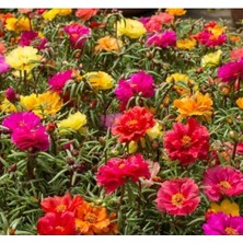 Calperia Katmerli Çok Çiçekli Ipek Çiçeği Tohumu - Karışık Renkler, 40 Tohum