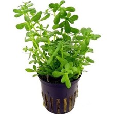 Calperia Bacopa Monnieri Saksı - Canlı Bitki