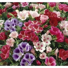 Calperia Godetya F1 Tohumu - Karışık Bahçe Açelyası (10 Tohum)