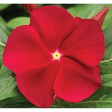 Calperia Rozet Çiçeği Tohumu - Kırmızı Sarı Nokta Renkli