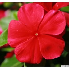 Calperia Koyu Kırmızı Renkli Çok Çiçekli Çok Dallanan Rozet Çiçeği - 15 Tohum