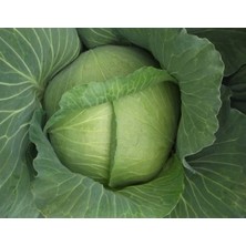 Calperia Doğal Yalova Lahana Tohumu - Yüksek Verim