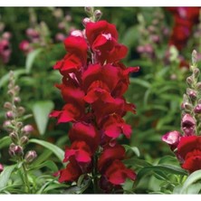 Calperia Major Kırmızı Aslanağzı F1 Tohumu (30 Tohum)