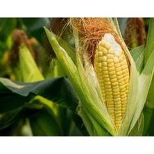 Calperia Mısır Süt Tohumu - 10 Gram