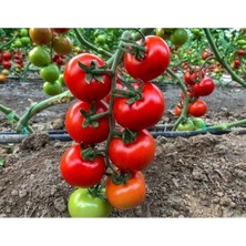Calperia Doğal Salkım Köy Domatesi Tohumu - 10 Adet