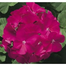 Calperia Violet Gül Sardunya F1 Tohumu (10 Tohum)