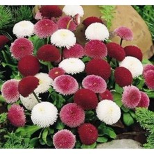 Calperia Çilek Papatyası Tohumu - Renkli Çiçekler Için