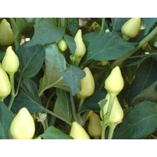 Calperia Doğal Misket Biber Tohumu - Yüksek Verim