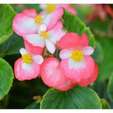 Calperia Pembe Beyaz Renkli Şeker Begonya Tohumu (20 Tohum)