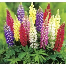 Calperia Lupinus Acı Bakla Çiçeği Tohumu - 5 Adet