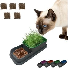 Calperia Topraksız Kedi Çimi Kabı - 5 Paket Çim Tohumlu Hidroponik Set