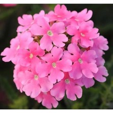 Calperia Pembe Mine Çiçeği Tohumu (Sarkan Dallanan) - 10 Adet