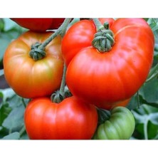 Calperia Doğal Marmande Domates Tohumu