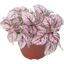 Calperia Gül Renkli Hostes Çiçeği Tohumu (Çilli, Geniş Yaprak) - 5 Tohum