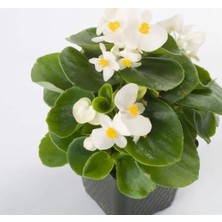 Calperia Şeker Begonya Tohumu (Iri Çiçek, Beyaz) - 25 Adet