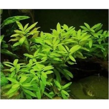 Calperia Canlı Hygrophila Polysperma Ceylon Zeytin Saksı - Bitki