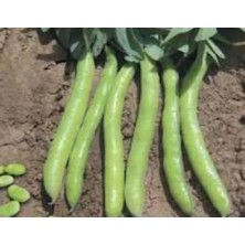 Calperia Bakla Sakız Tohumu - 10 Gr, Sağlıklı Seçenek