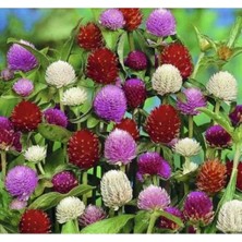 Calperia Medine Çiçeği Tohumu - 10 Tohum