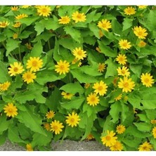 Calperia Sarı Renkli Madalyon Çiçeği Tohumu - 5 Adet - Çok Çiçekli