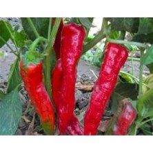 Calperia Urfa Isot Biber Tohumu - 10 gr