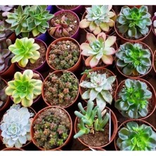 Calperia Karışık Sukulent Tohumu - Farklı Çeşitler