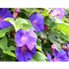 Calperia Gündüz Sefası Tohumu (25 Adet) - Renkli Bahçe