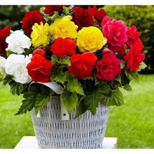 Calperia Karışık Renkli Begonya Tohumu (Katmerli) - 5 Tohum Paketi