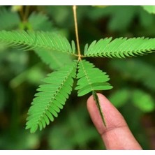 Calperia Küstüm Çiçeği Tohumu - Renkli ve Kolay Yetiştirilebilir