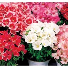 Calperia Karışık Renkli Godetya Tohumu - 5 Tohum