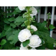 Calperia Beyaz Renkli Katmerli Dev Çiçekli Gül Hatmi Tohumu - 5 Tohum