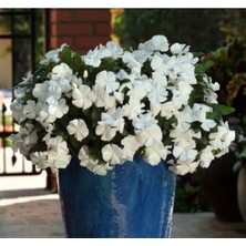 Calperia Beyaz Sarkıcı Rozet Çiçeği Tohumu (Çok Geniş Bitki) - 10 Tohum