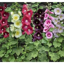 Calperia Karışık Gülhatmi Çiçeği Tohumu - Renkli ve Canlı