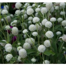 Calperia Beyaz Renkli Medine Düğmesi Tohumu - 30 Adet